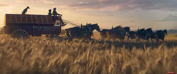 Spoiler Alert! Budweiser 2019 Super Bowl Commercial- The Horses Are Back!