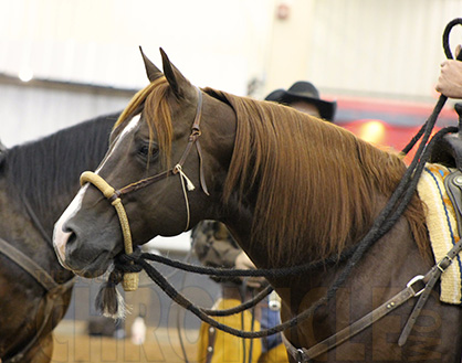 AQHA RHC Finals and AQHA VRH World Modifications