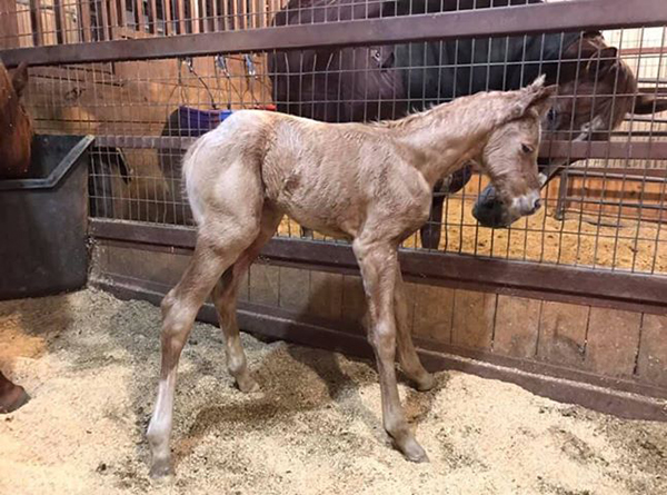 2019 Foal Photo Gallery