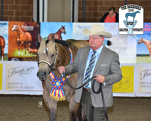 Breeders Halter Futurity Announces Partnership With APHA For $20,000 Bonus Payout