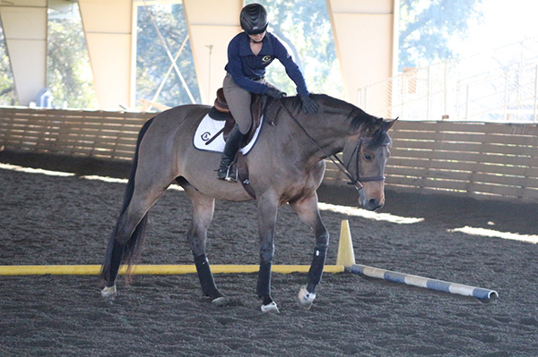 NCEA Weekend Recap: Wins Go to UC Davis, TCU, Auburn, Fresno State, Texas A&M, and Gamecocks