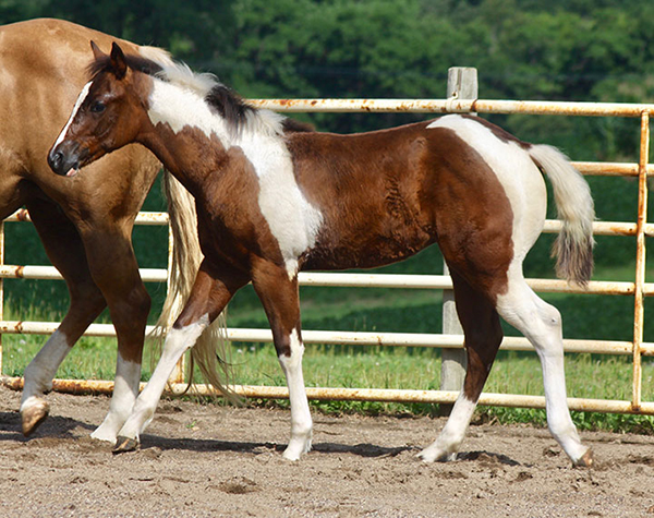 Shop For Horses Now in February Internet Auction 