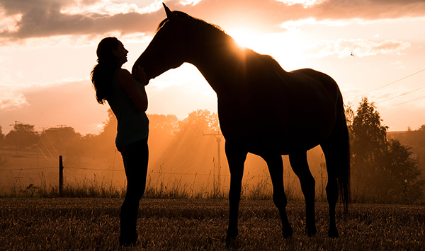 What’s Age Got to Do with It? Caring for Geriatric Horses