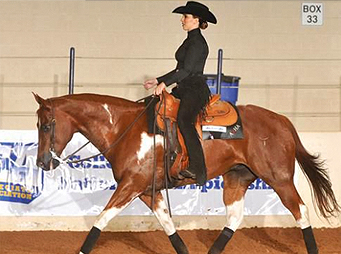 NCEA – Balancing Collegiate Competition With Breed Show Aspirations