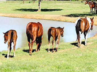 Weaning Foals Using the Farmers’ Almanac