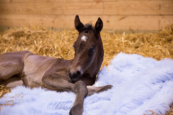 EC Photo of the Day- Newborn Photo Shoot- Horse Style