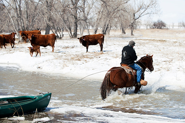 Quarter Horse and a Canoe Save Calves From Rising Floodwaters