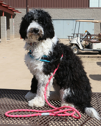 Sun Circuit Dog Race to Benefit NSBA Crisis Fund