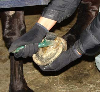 Preventing or Treating Thrush in Horses