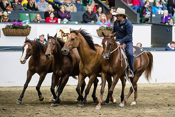 Versatility Competition, Clinics, Performances, and More at Equine Affaire this April