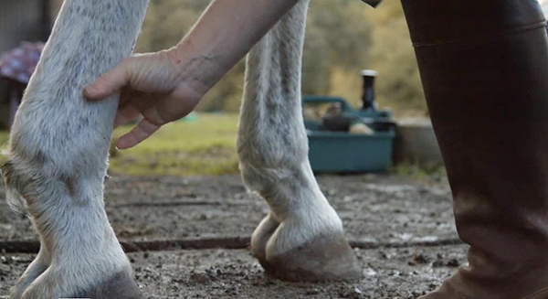 FILM- Getting the Right Diagnosis- Equine Cushing’s and Insulin Resistance