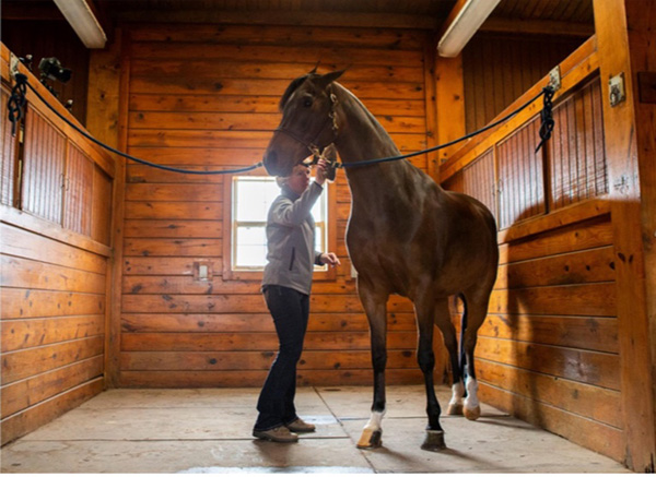 Is Your Horse Misbehaving? Consider the Possibility of Stomach Ulcers