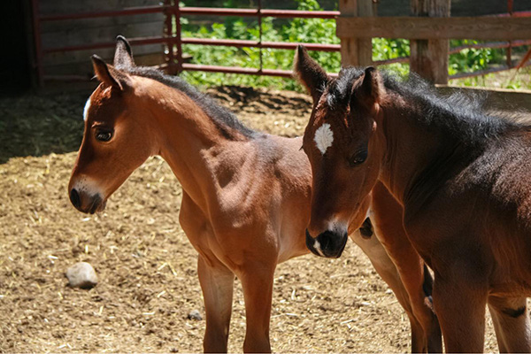 When Foaling Horses, Expect the Unexpected…
