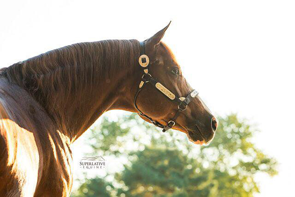 In Loving Memory of AQHA/APHA Stallion, Double Up Investment
