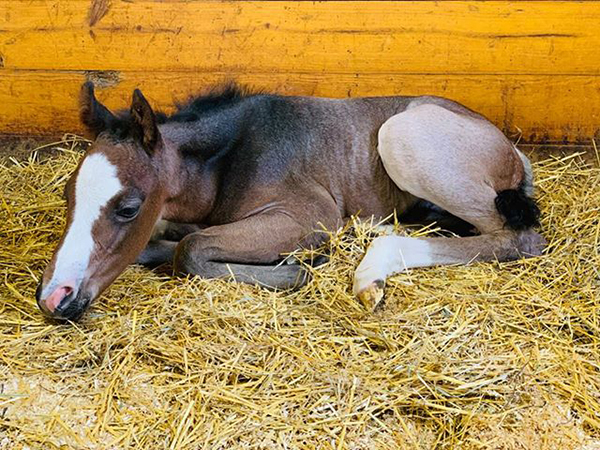 EC Foal Photo of the Day- He’s Got Mojo!