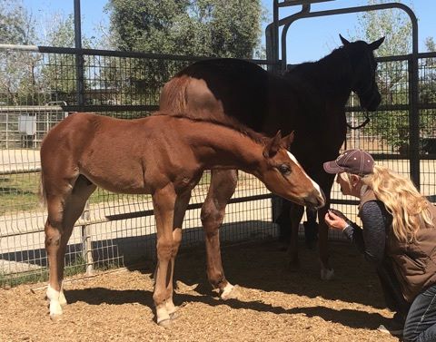 EC Foal Photo of the Day- Yoo Hoo!