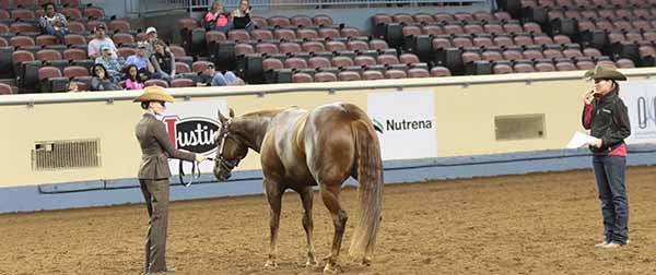 AQHA West Level 1 Championship Ride The Pattern Clinics