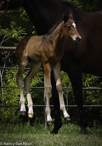 EC Foal Photo of the Day- Spring Has Sprung!