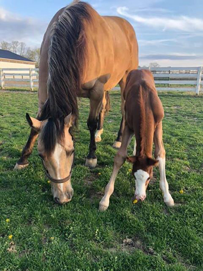 EC Foal Photo of the Day- Just Like Momma