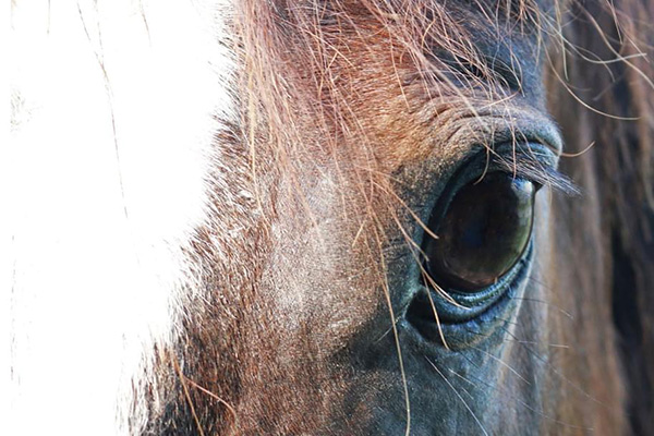 AQHA Instituting New Check-In Procedure at AQHA World Shows