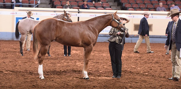 WCHA to Host Junior Weanling Classes at 2019 AQHA World Show
