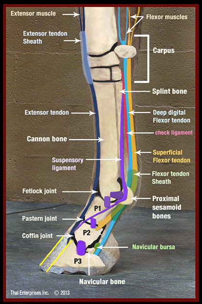 Understanding Navicular and Heel Pain in Horses