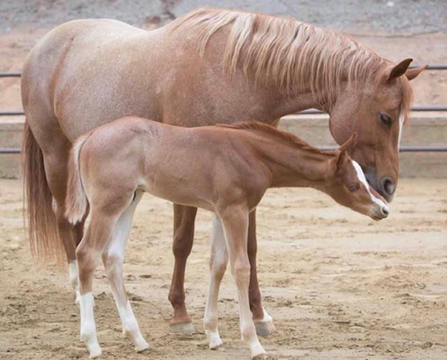 EC Foal Photo of the Day- Mirror Image