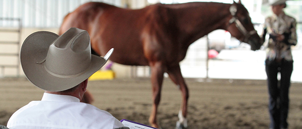 AQHA Seeking Prospective Judges For Level 1 Card