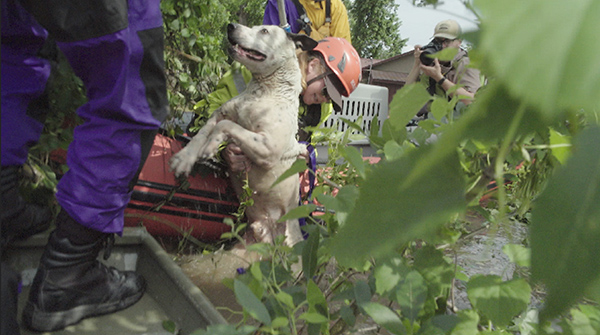 American Humane Rescue Team Works to Save Animal Victims of Oklahoma Flooding
