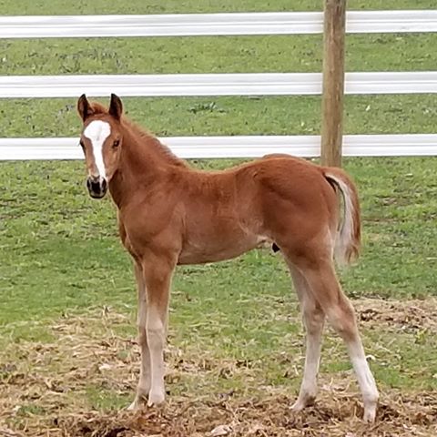 EC Foal Photo of the Day- Fun Blazes