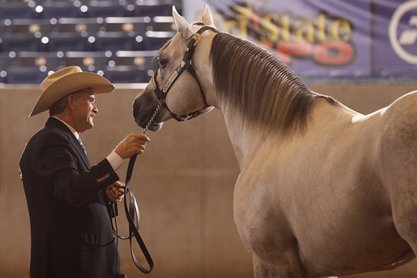 Second Payment Deadline Approaching for AQHA Halter Nomination Pilot Program
