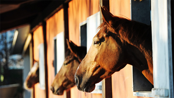A Stable Stomach- Equine Ulcer Prevention