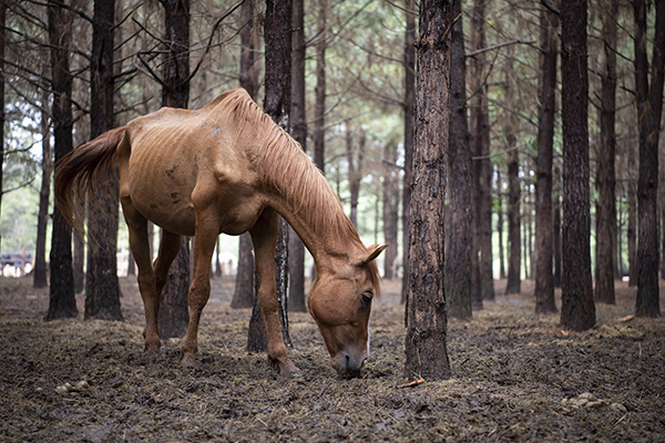 150 Horses Rescued in Large Scale Alleged Cruelty Situation in Texas