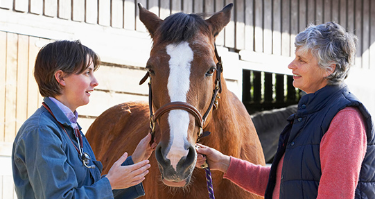 Chemo is a Go For Treating Equine Lymphoma