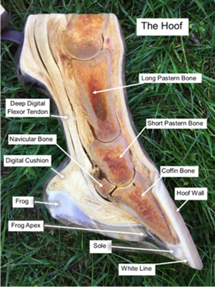 Confusing Horse Hoof Anatomy Explained