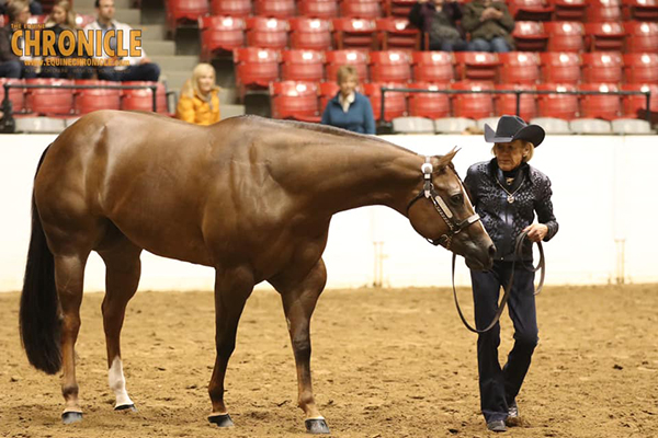 2019 QH Congress- Amateur Aged Mares