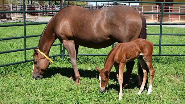 Study Sheds Light on Foal Gut Health From Birth to Weaning