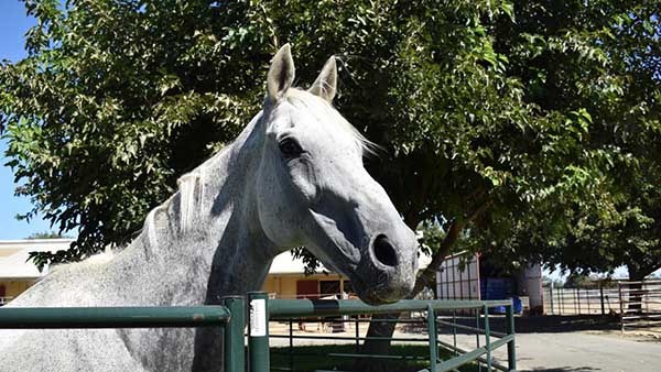 Novel Surgery Proves Successful For Former Competition Horse
