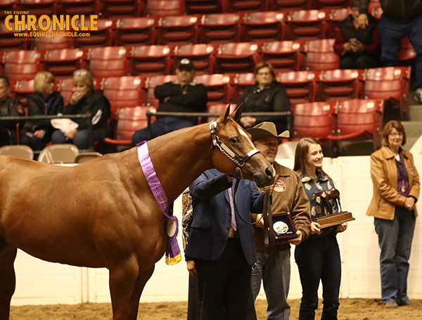 EC TV- Grand Champion Mare- Shes That Radiant