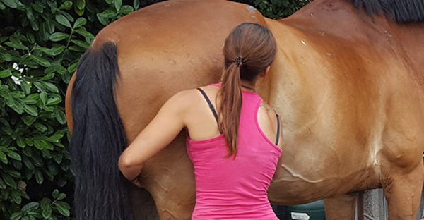 Gelding Scars and the Trouble They Cause…