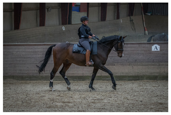 Study Examines Equine Response to Rider Weight Increase