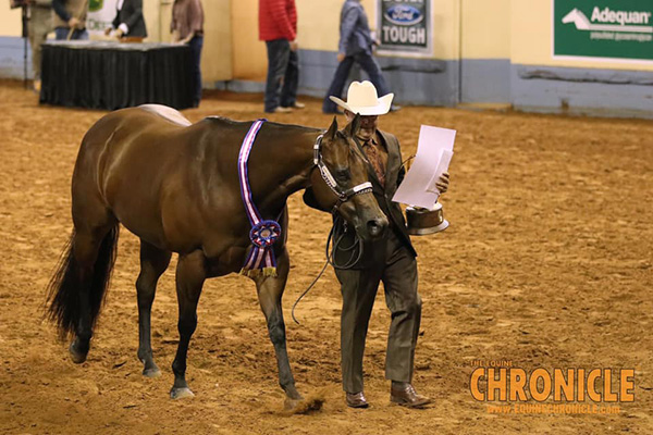 AQHA Halter World Champions are Roark, Turner, Ferguson