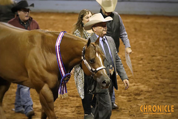 2019 AQHA World- Open Halter