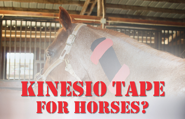 Kinesio Tape For Horses? – When Muscles Need Extra Support