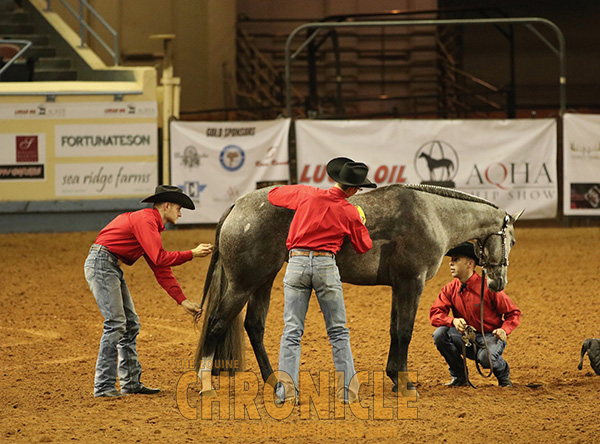 EC Video- Relive AQHA World 2019- Pleasure Versatility Challenge