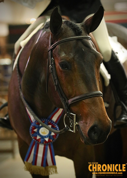 2019 AQHA World- Amateur Equitation