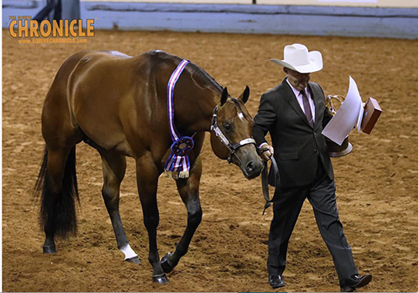 Final AQHA World Halter Champions Include Robertson, Roark, Finkenbinder