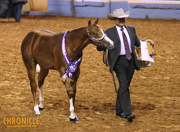 2019 AQHA World- Open Halter