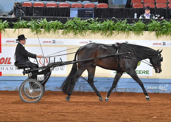 Blue Kahlua Named AQHA World Superhorse For Second Year in a Row