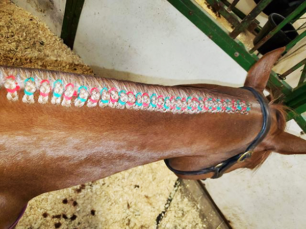 EC Photo of the Day- Christmas Braids!